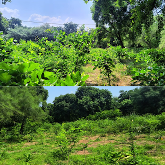 Environmental conservation project results by Blessing Foundation